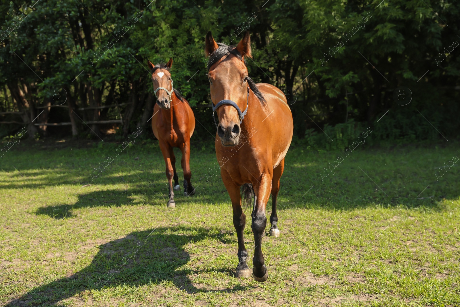 Bay horses in paddock on sunny day. Beautiful pets Photo of Bay horses in paddock on sunny day. Beautiful pets