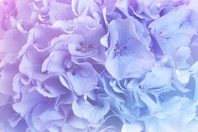 Image of Hortensia plant with beautiful flowers, closeup. Toned in pastel colors