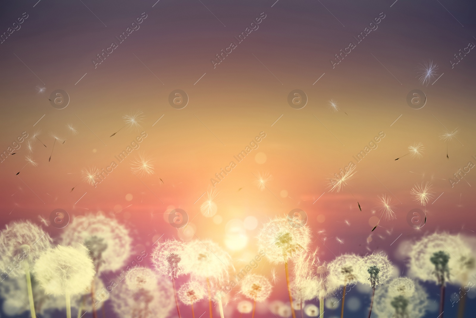Beautiful fluffy dandelions and flying seeds outdoors at sunset Image of Beautiful fluffy dandelions and flying seeds outdoors at sunset
