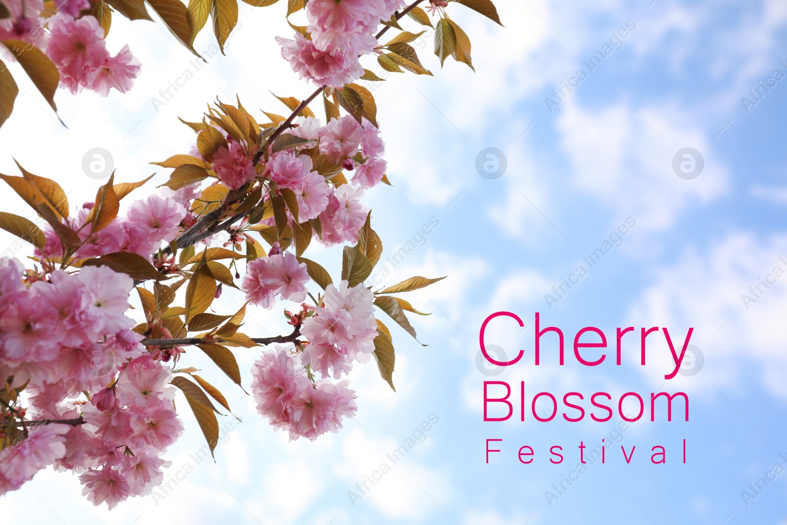 Cherry Blossom Festival. Beautiful blossoming pink sakura tree outdoors Image of Cherry Blossom Festival. Beautiful blossoming pink sakura tree outdoors