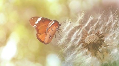 Beautiful butterfly and delicate fluffy dandelion outdoors, closeup view Image of Beautiful butterfly and delicate fluffy dandelion outdoors, closeup view