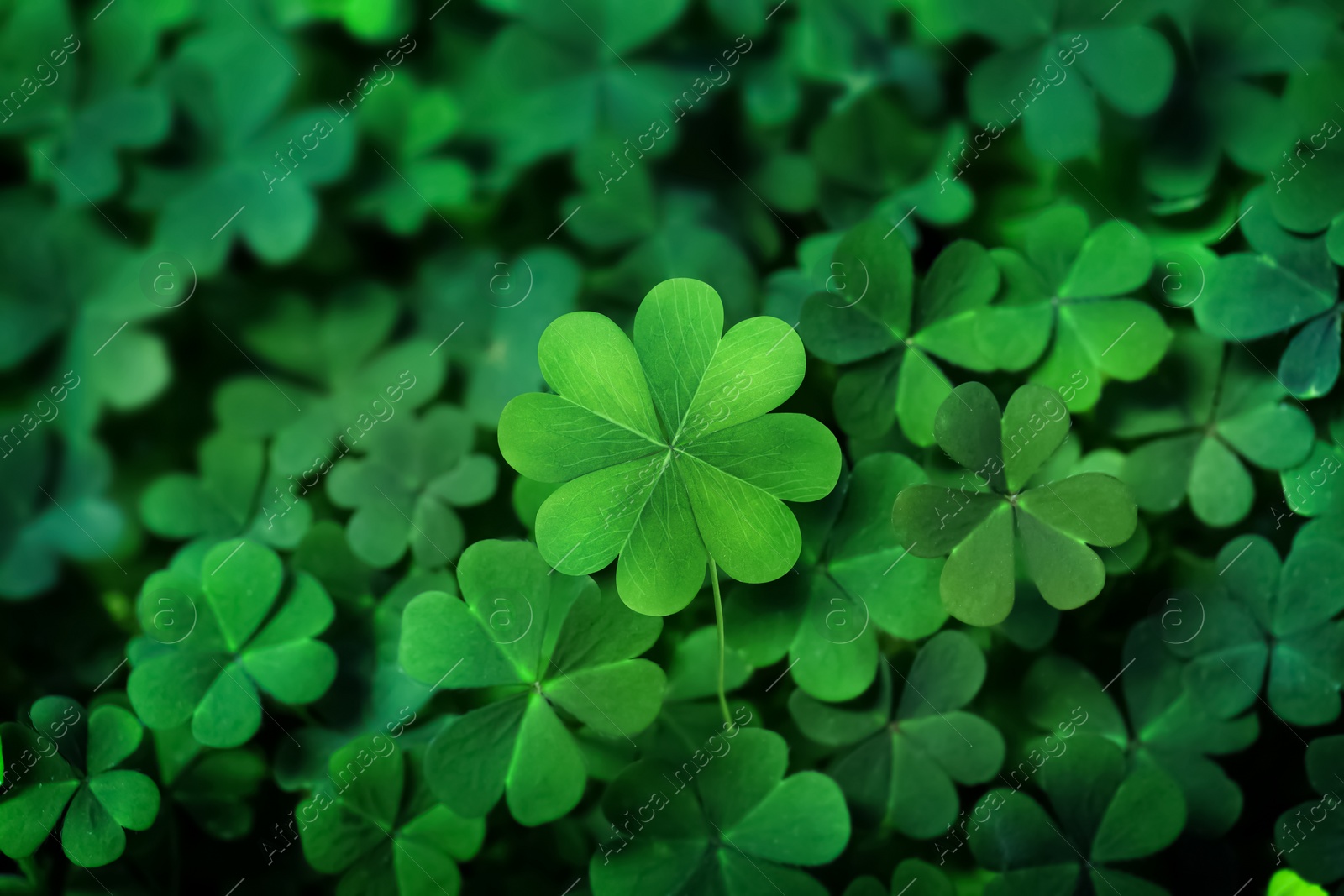 Beautiful fresh green clover leaves, closeup view Image of Beautiful fresh green clover leaves, closeup view