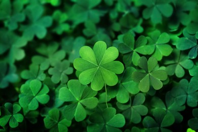 Beautiful fresh green clover leaves, closeup view Image of Beautiful fresh green clover leaves, closeup view
