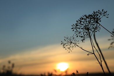 Beautiful wild flowers in field at sunrise, closeup. Early morning landscape Photo of Beautiful wild flowers in field at sunrise, closeup. Early morning landscape