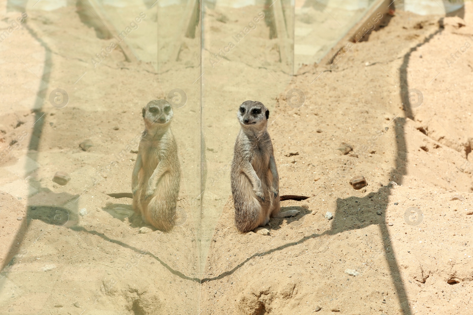 Cute meerkat at enclosure in zoo on sunny day Photo of Cute meerkat at enclosure in zoo on sunny day