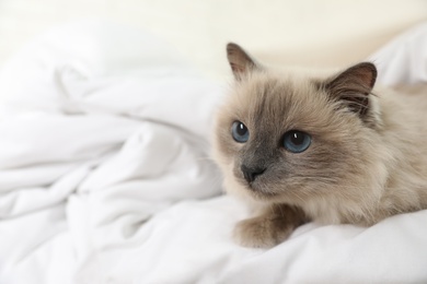 Adorable Birman cat under blanket at home, closeup. Space for text Photo of Adorable Birman cat under blanket at home, closeup. Space for text