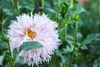 Beautiful blooming pink dahlia flower in green garden, closeup Photo of Beautiful blooming pink dahlia flower in green garden, closeup