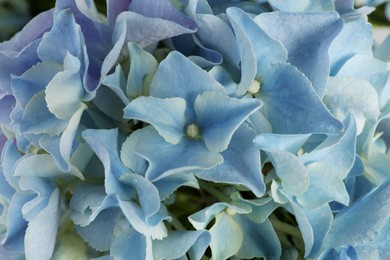 Beautiful light blue hortensia flowers as background, closeup Photo of Beautiful light blue hortensia flowers as background, closeup