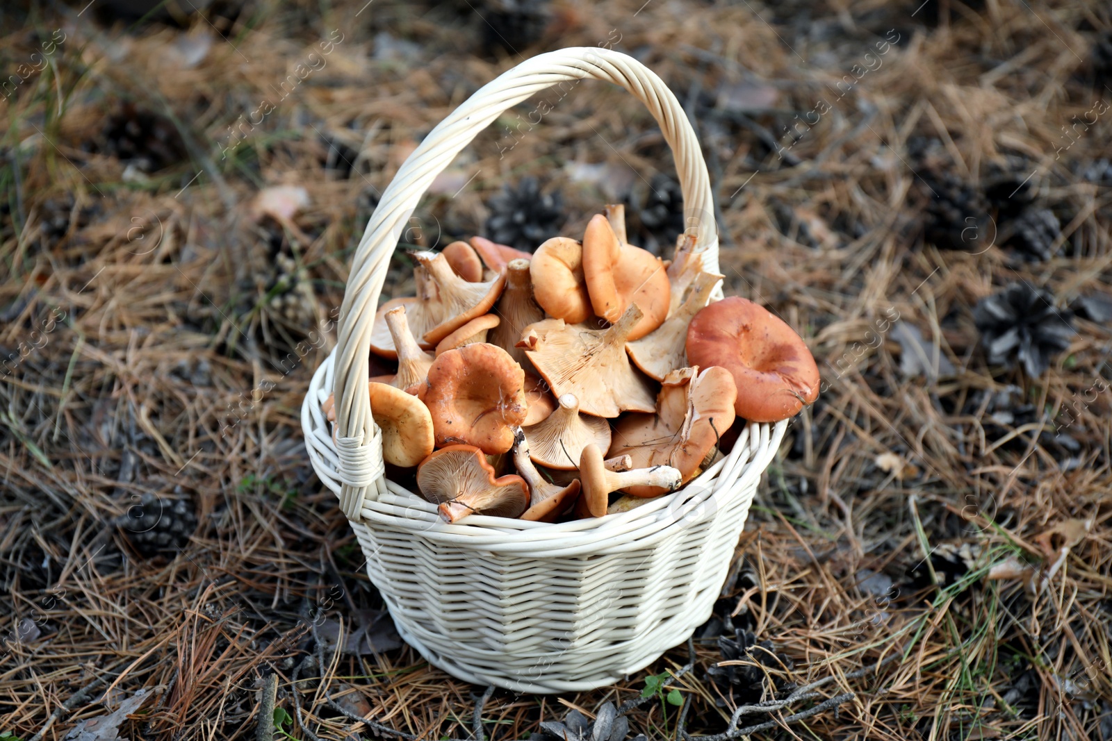 Wicker basket with fresh wild mushrooms in forest Photo of Wicker basket with fresh wild mushrooms in forest