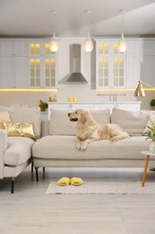 Modern living room interior. Cute Golden Labrador Retriever on couch Photo of Modern living room interior. Cute Golden Labrador Retriever on couch