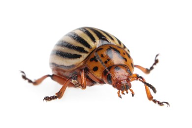 Photo of One colorado potato beetle isolated on white