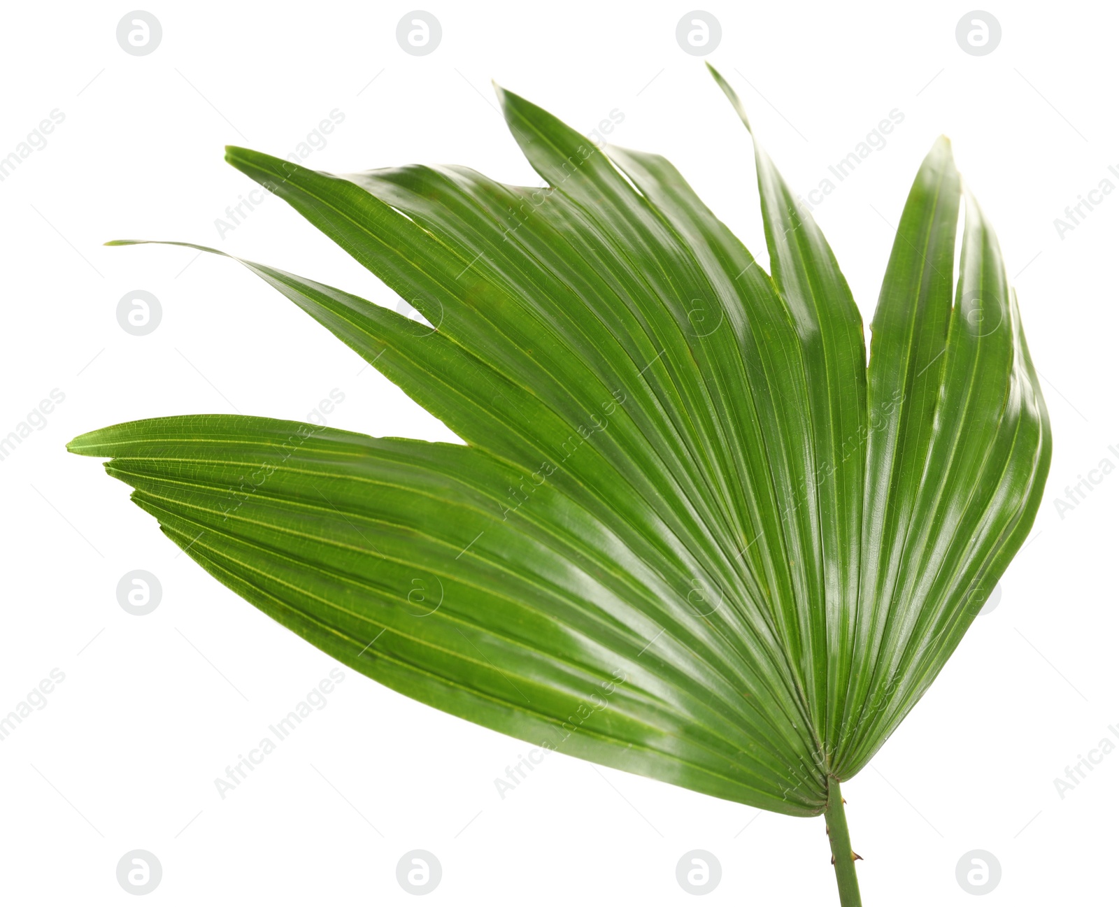 Green tropical leaf of Livistona Rotundifolia palm tree on white background Photo of Green tropical leaf of Livistona Rotundifolia palm tree on white background