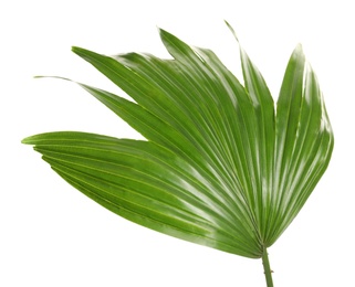 Green tropical leaf of Livistona Rotundifolia palm tree on white background Photo of Green tropical leaf of Livistona Rotundifolia palm tree on white background