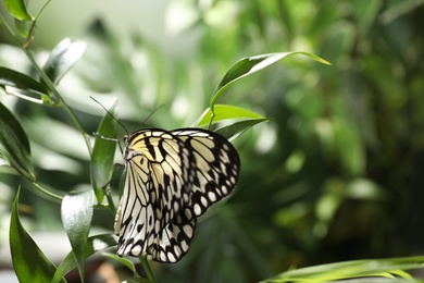 Beautiful rice paper butterfly on green plant in garden Photo of Beautiful rice paper butterfly on green plant in garden