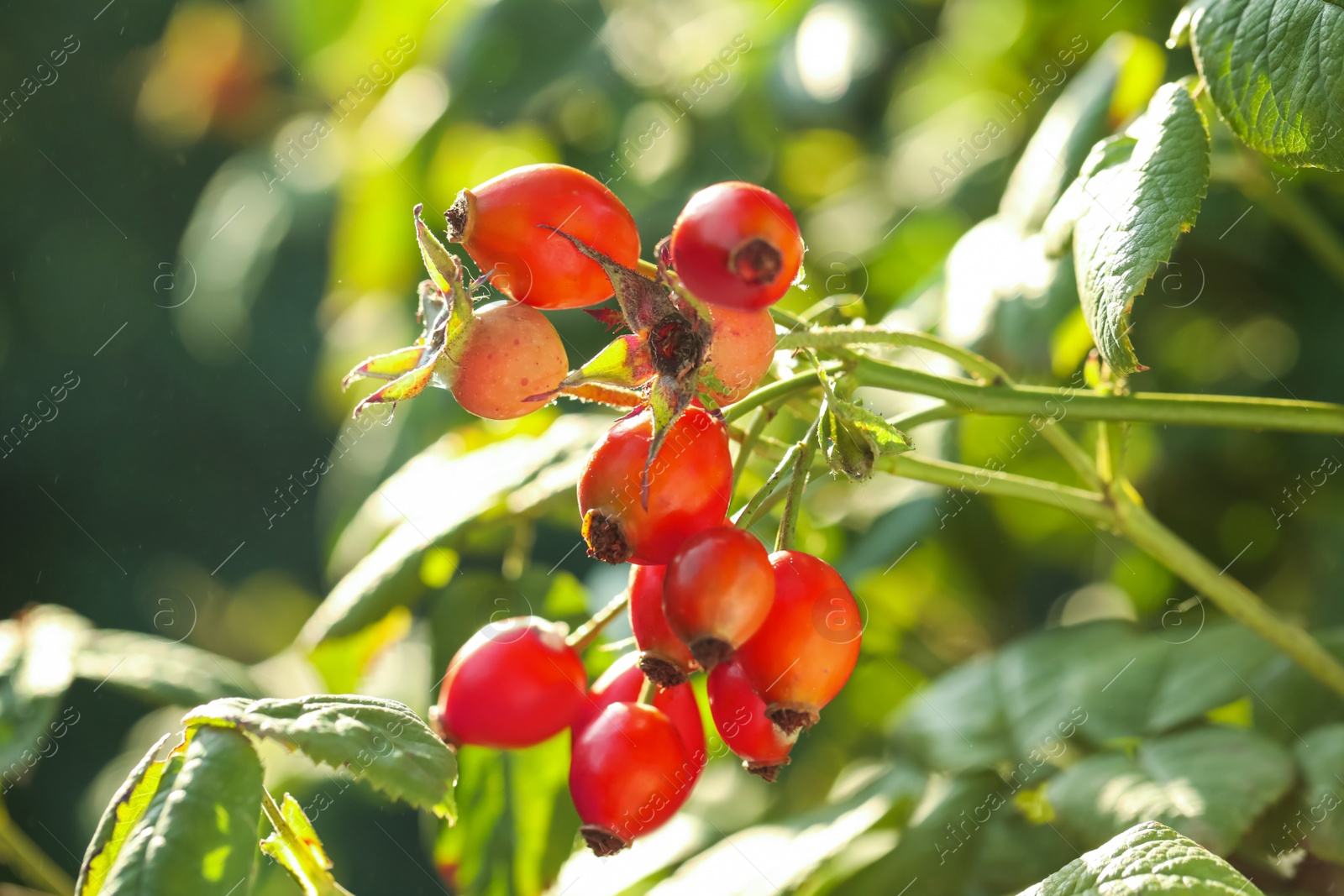 Rose hip bush with ripe red berries in garden, closeup Photo of Rose hip bush with ripe red berries in garden, closeup