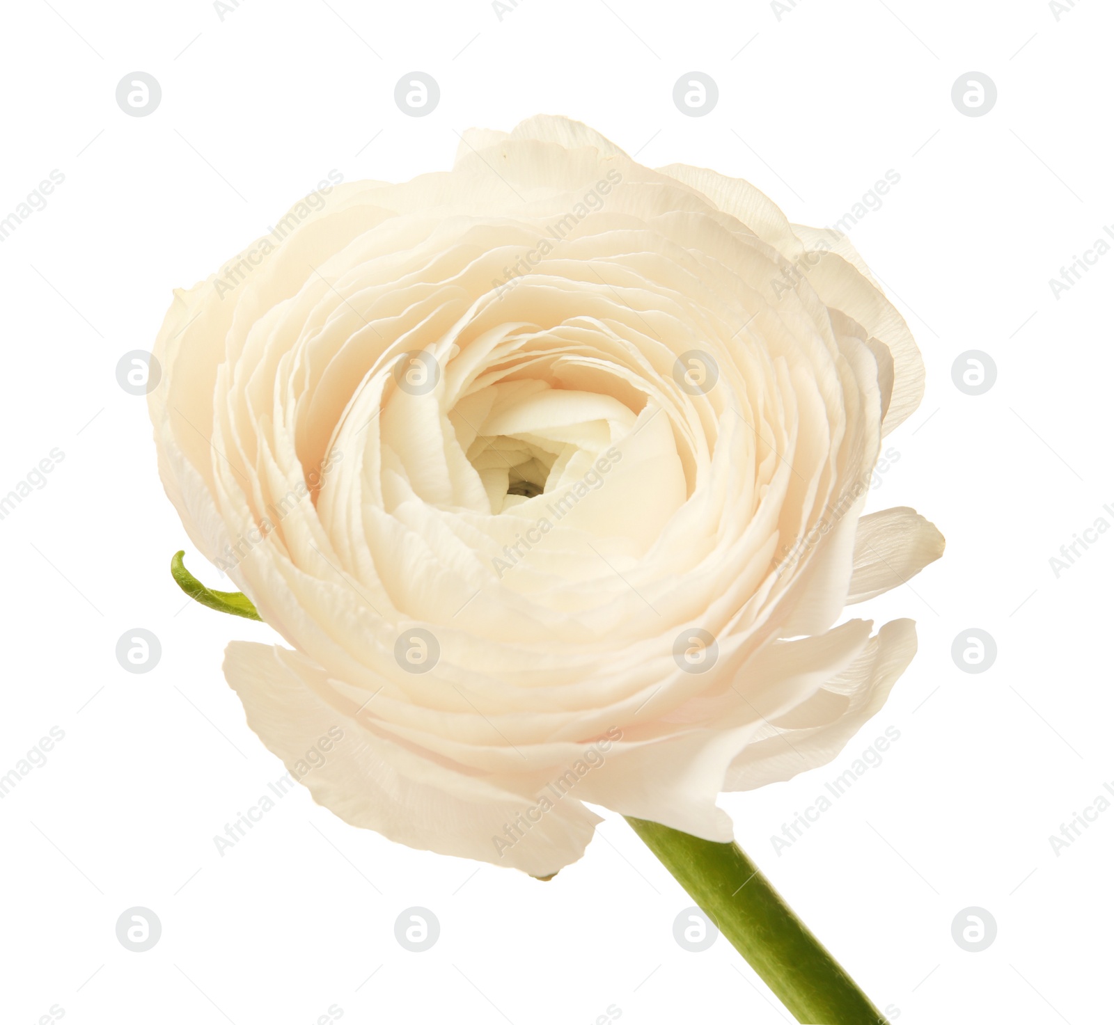 Beautiful ranunculus flower on white background Photo of Beautiful ranunculus flower on white background