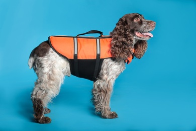 Dog rescuer in life vest on light blue background Photo of Dog rescuer in life vest on light blue background