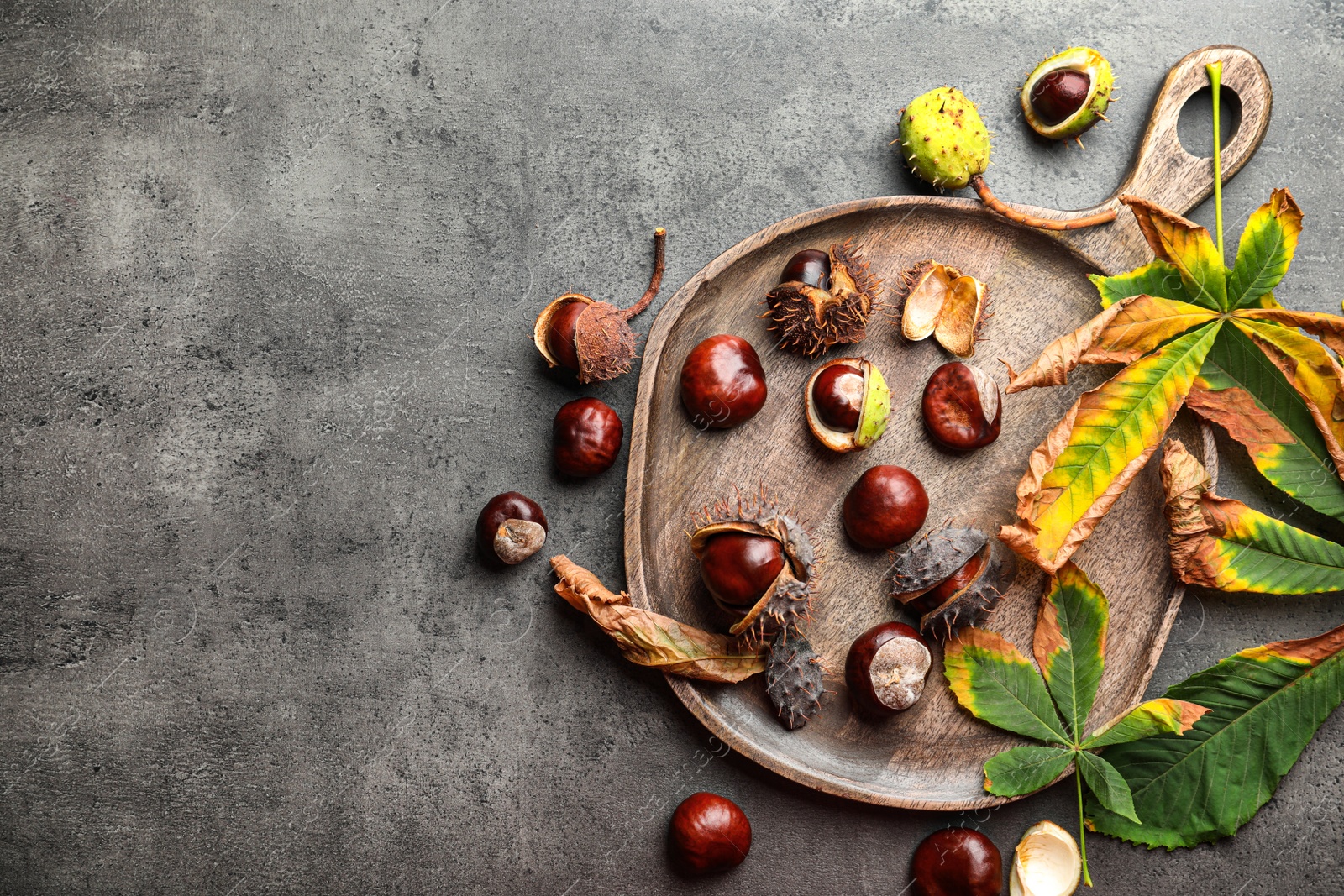 Horse chestnuts and leaves on grey table, flat lay. Space for text Photo of Horse chestnuts and leaves on grey table, flat lay. Space for text