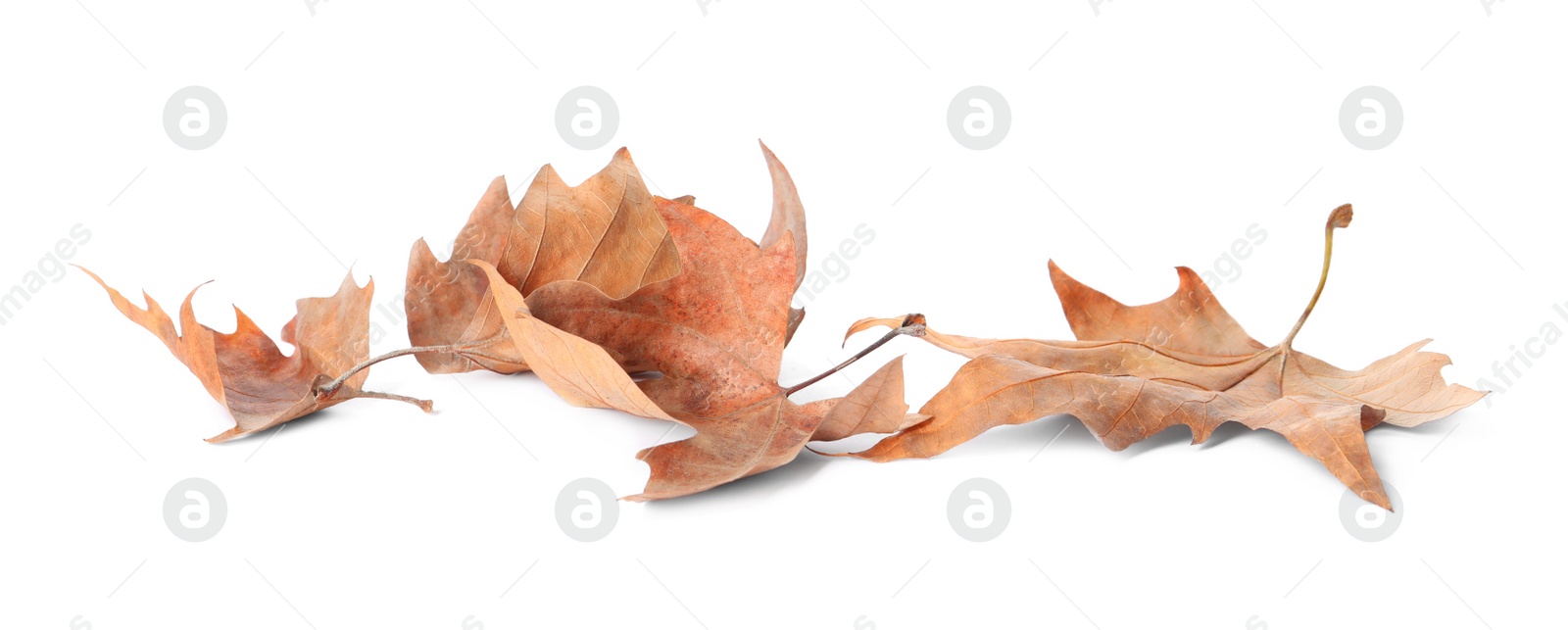 Dry leaves on white background. Autumn season Photo of Dry leaves on white background. Autumn season