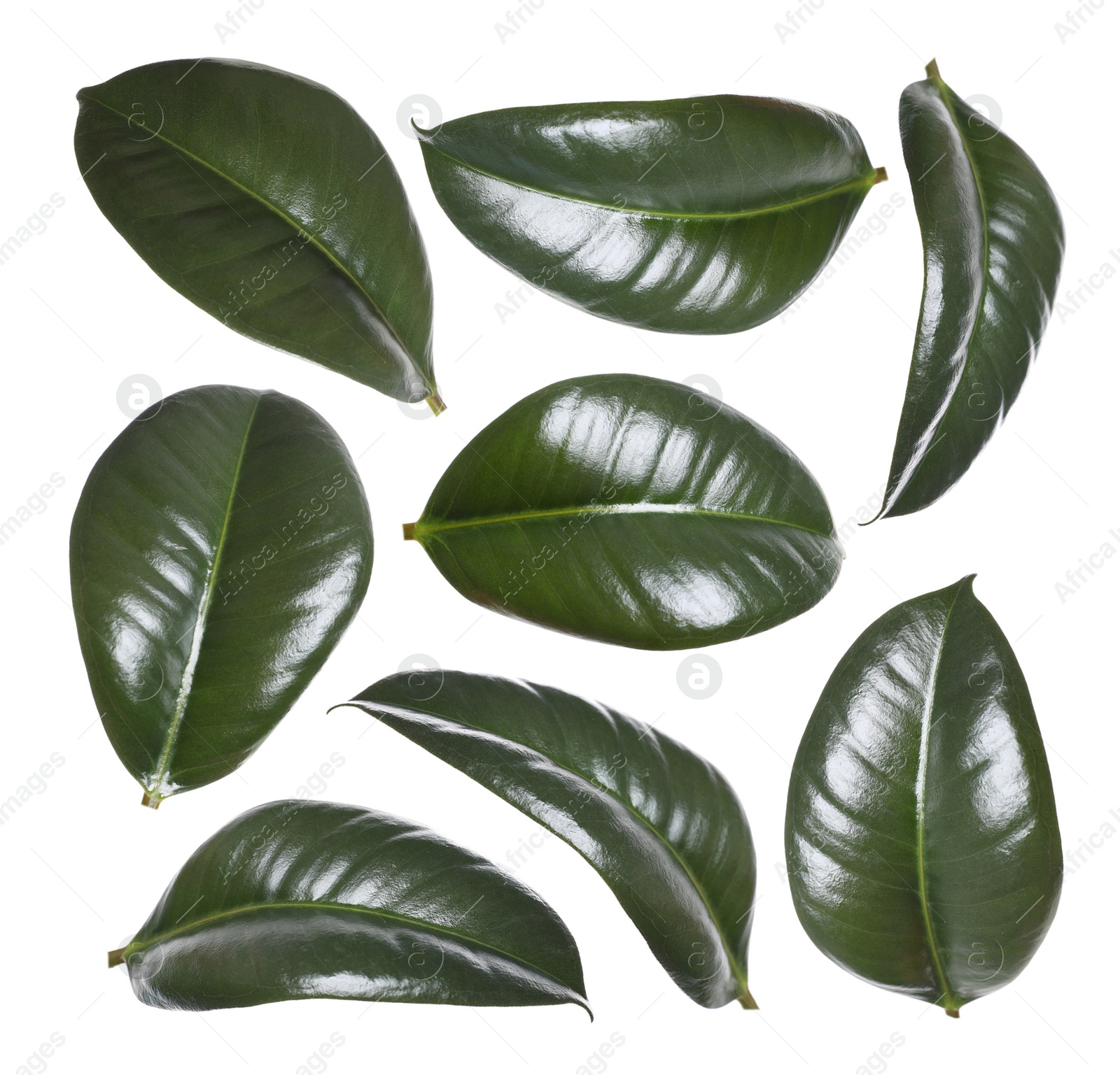 Beautiful fresh green leaves on white background, collage Image of Beautiful fresh green leaves on white background, collage