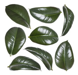 Image of Beautiful fresh green leaves on white background, collage