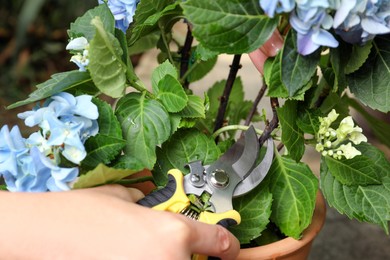 Woman pruning hortensia plant with shears outdoors, closeup Photo of Woman pruning hortensia plant with shears outdoors, closeup