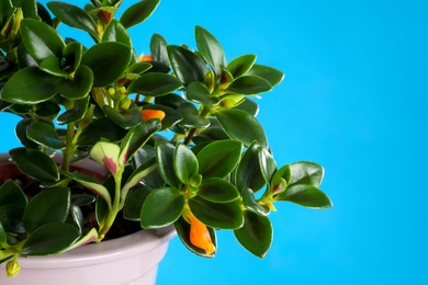 Beautiful potted Goldfish plant on blue background Photo of Beautiful potted Goldfish plant on blue background