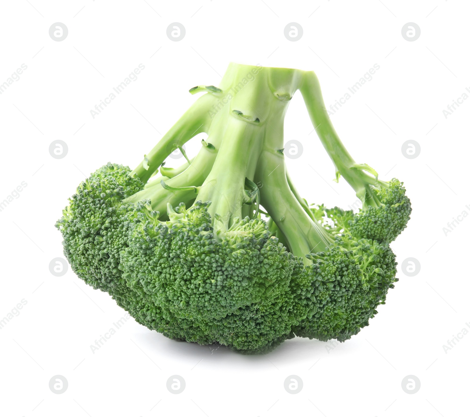 Fresh broccoli isolated on white. Edible green plant Photo of Fresh broccoli isolated on white. Edible green plant