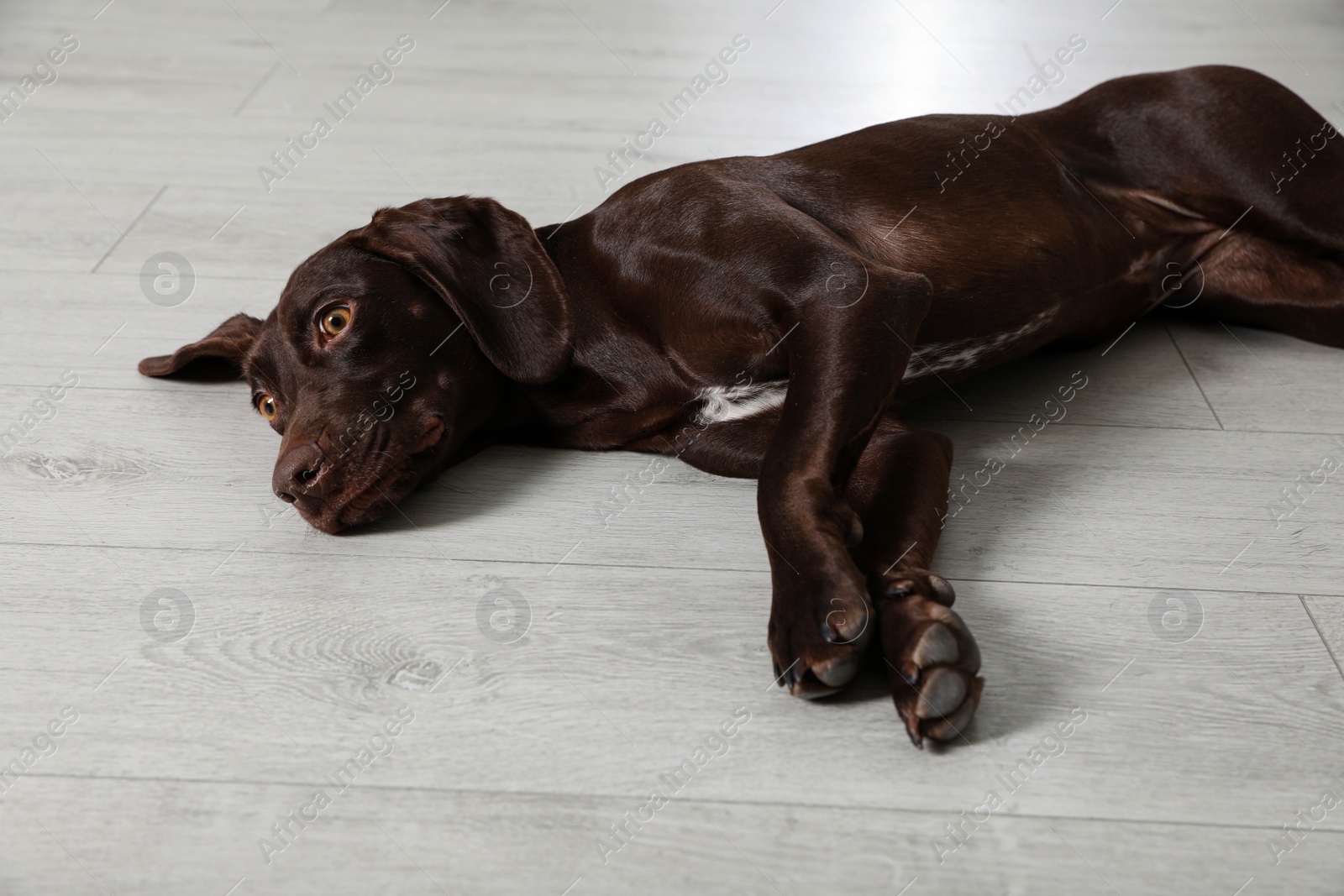 Cute German Shorthaired Pointer dog resting on warm floor. Heating system Photo of Cute German Shorthaired Pointer dog resting on warm floor. Heating system