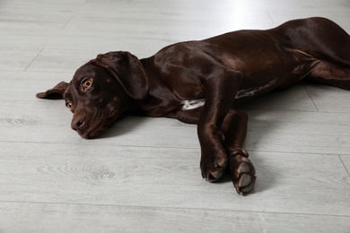 Photo of Cute German Shorthaired Pointer dog resting on warm floor. Heating system