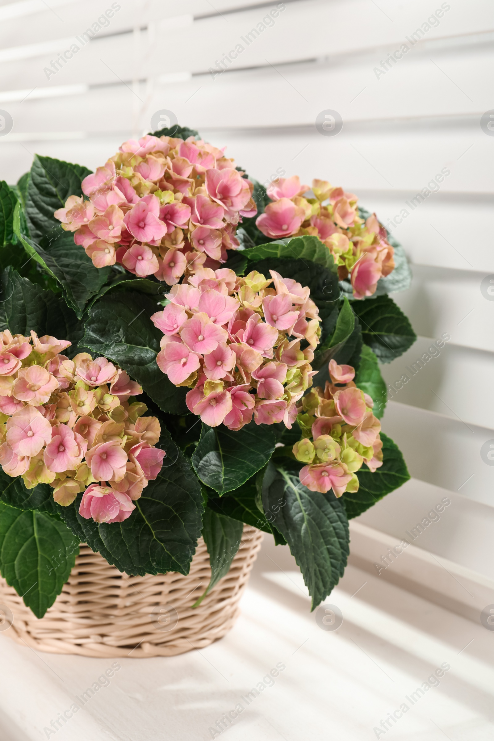 Beautiful blooming pink hortensia in wicker basket on window sill indoors Photo of Beautiful blooming pink hortensia in wicker basket on window sill indoors