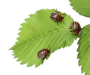 Many colorado potato beetles on green leaf against white background Photo of Many colorado potato beetles on green leaf against white background