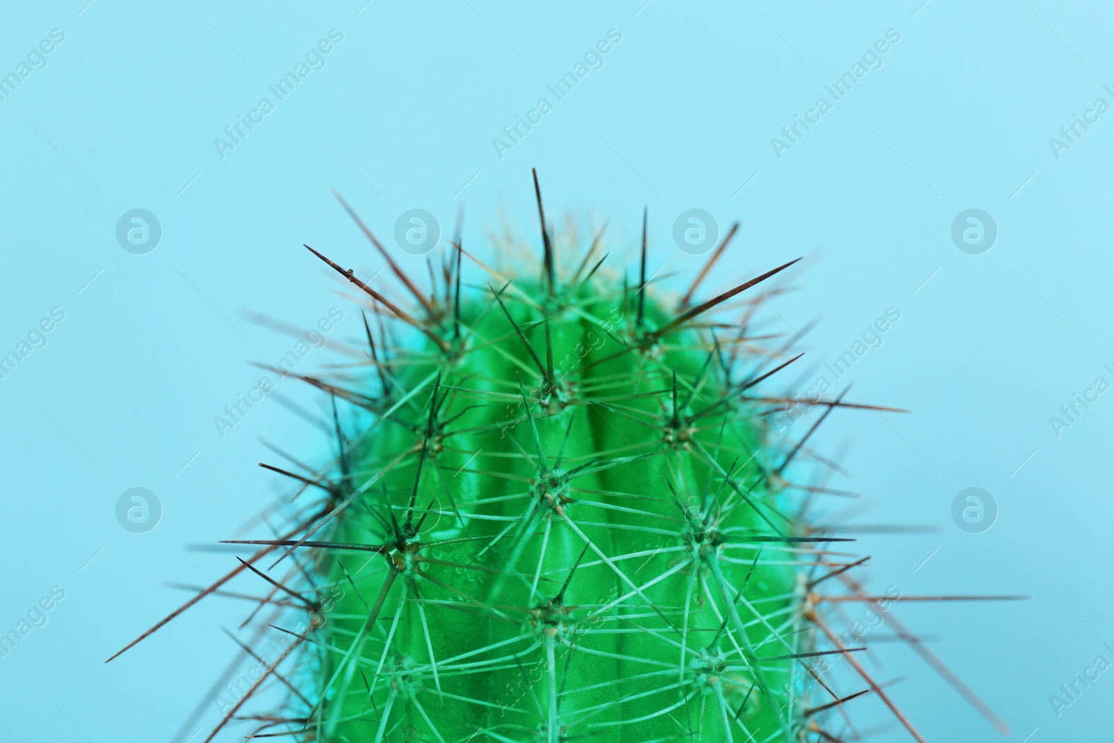Beautiful bright cactus on light blue background, closeup Image of Beautiful bright cactus on light blue background, closeup