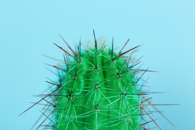 Beautiful bright cactus on light blue background, closeup Image of Beautiful bright cactus on light blue background, closeup
