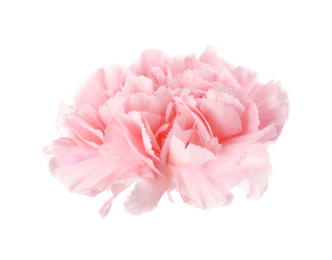 Beautiful fresh carnation flower on white background Photo of Beautiful fresh carnation flower on white background