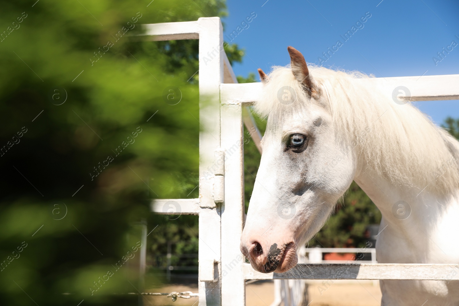 White horse in paddock on sunny day. Beautiful pet Photo of White horse in paddock on sunny day. Beautiful pet