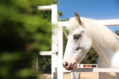 White horse in paddock on sunny day. Beautiful pet Photo of White horse in paddock on sunny day. Beautiful pet