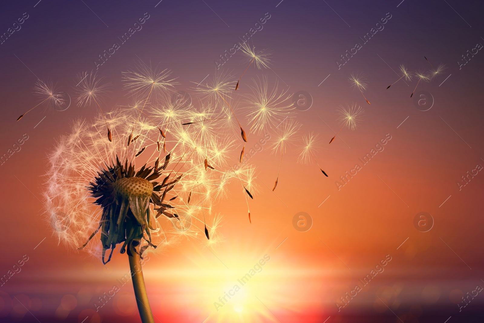 Beautiful fluffy dandelion and flying seeds outdoors at sunset Image of Beautiful fluffy dandelion and flying seeds outdoors at sunset