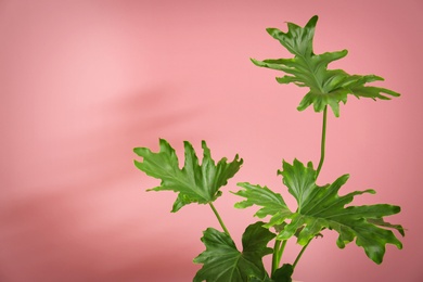 Tropical philodendron with big leaves on color background Photo of Tropical philodendron with big leaves on color background