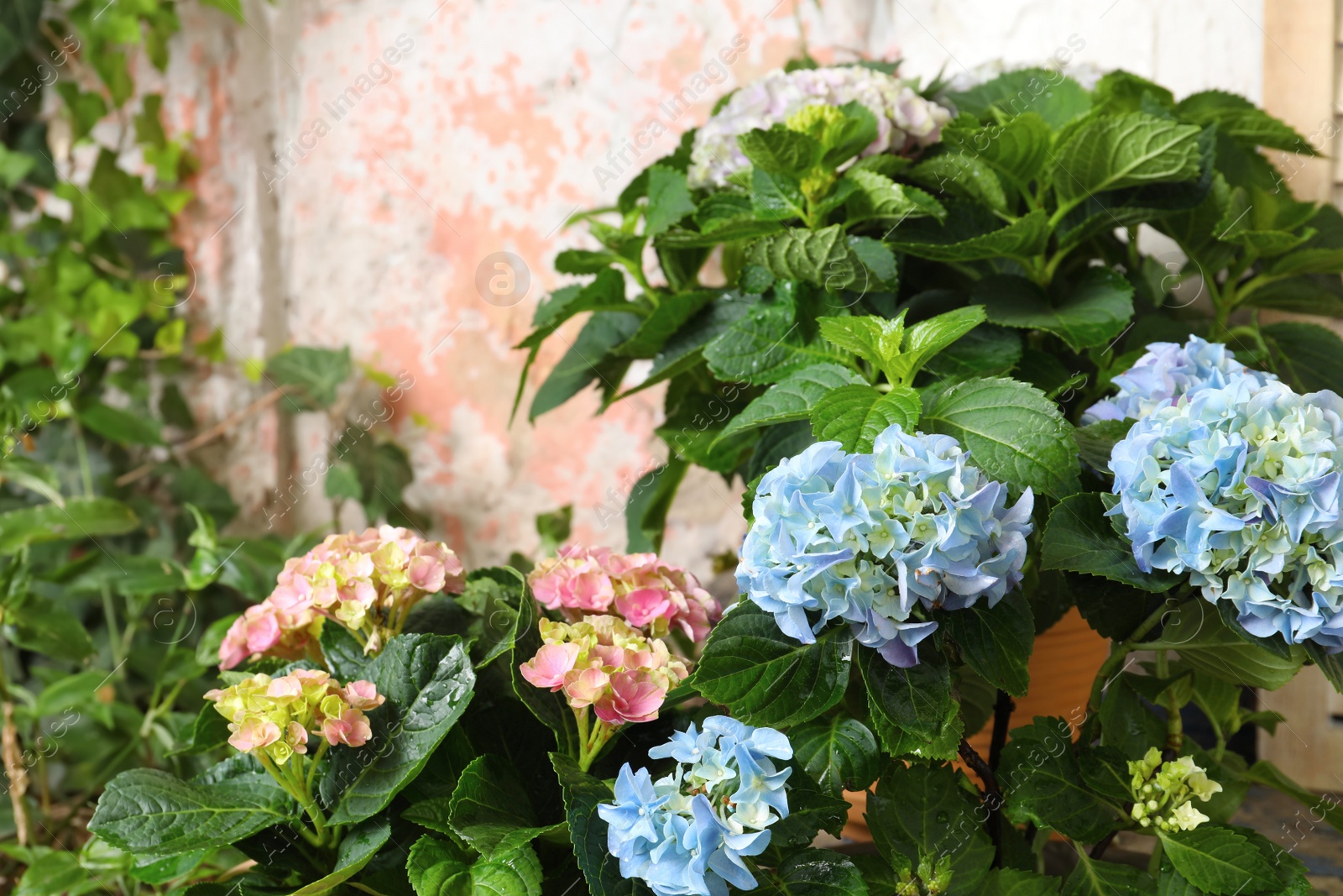 Beautiful hortensia plants with colorful flowers outdoors Photo of Beautiful hortensia plants with colorful flowers outdoors