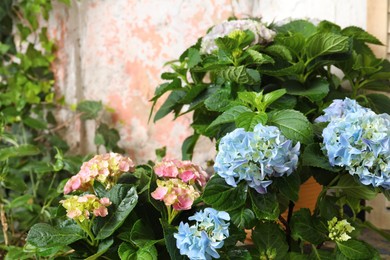 Photo of Beautiful hortensia plants with colorful flowers outdoors