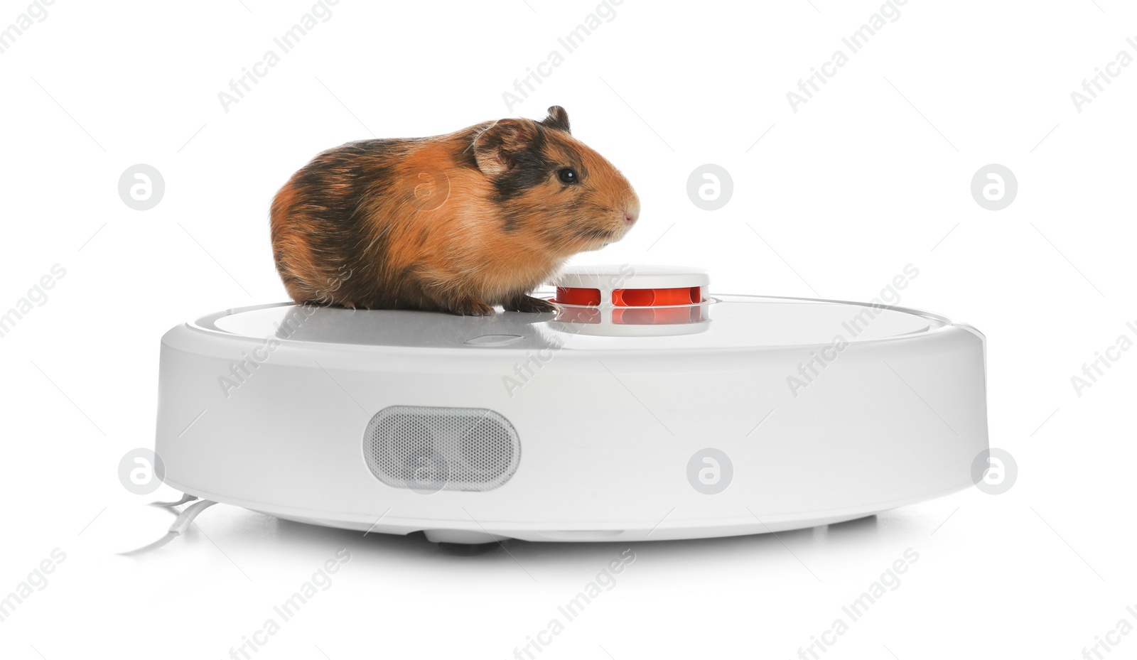 Modern robotic vacuum cleaner and guinea pig on white background Photo of Modern robotic vacuum cleaner and guinea pig on white background
