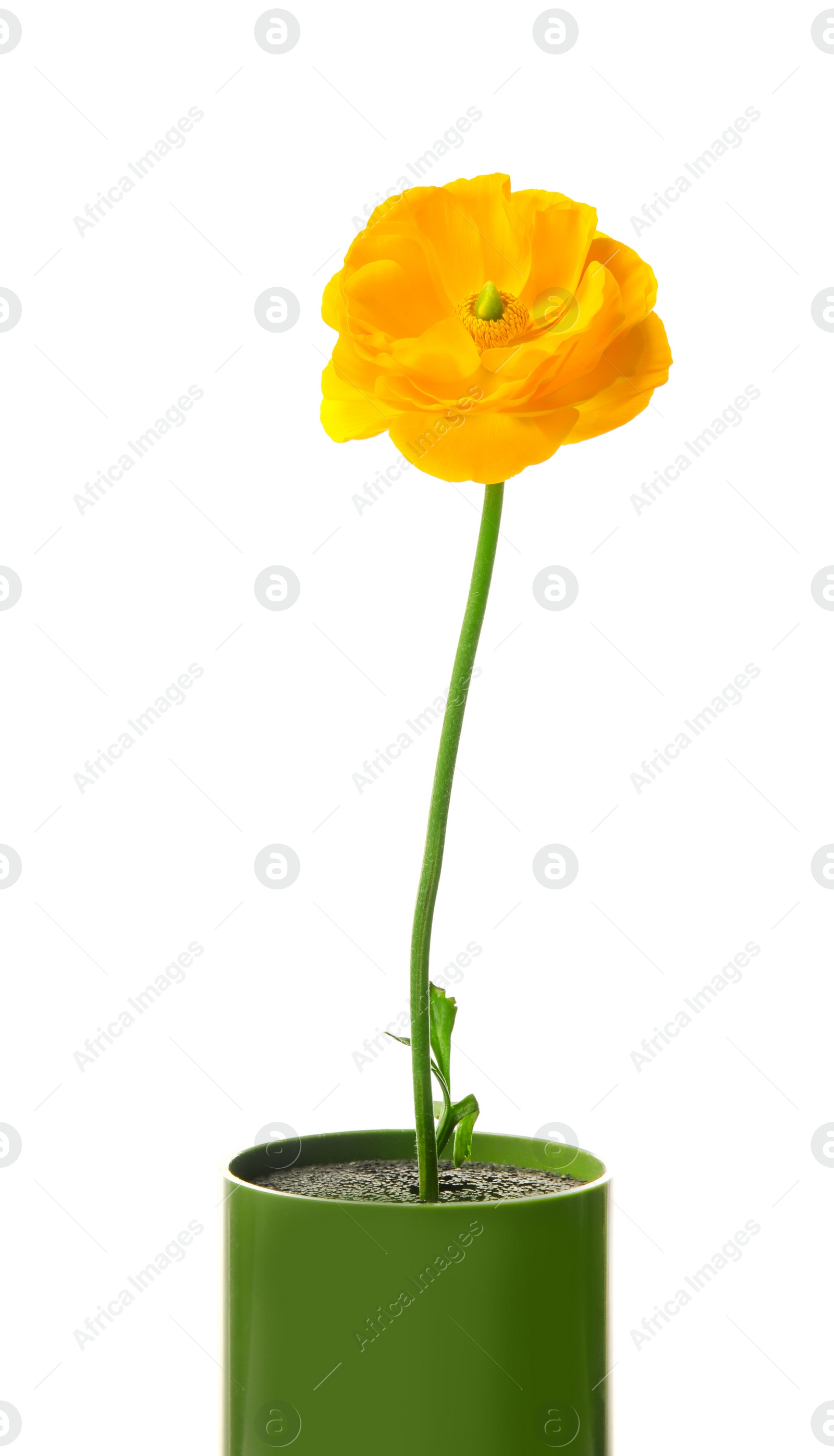 Beautiful ranunculus flower on white background Photo of Beautiful ranunculus flower on white background