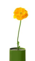Beautiful ranunculus flower on white background Photo of Beautiful ranunculus flower on white background