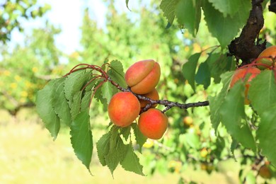 Tree branch with ripening apricots outdoors, closeup Image of Tree branch with ripening apricots outdoors, closeup