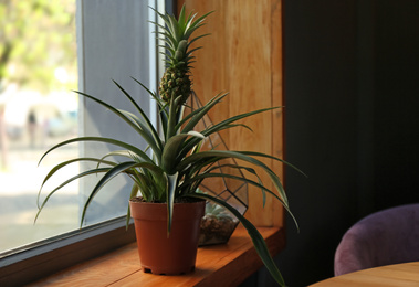 Pineapple plant and florarium with succulents on wooden windowsill Photo of Pineapple plant and florarium with succulents on wooden windowsill