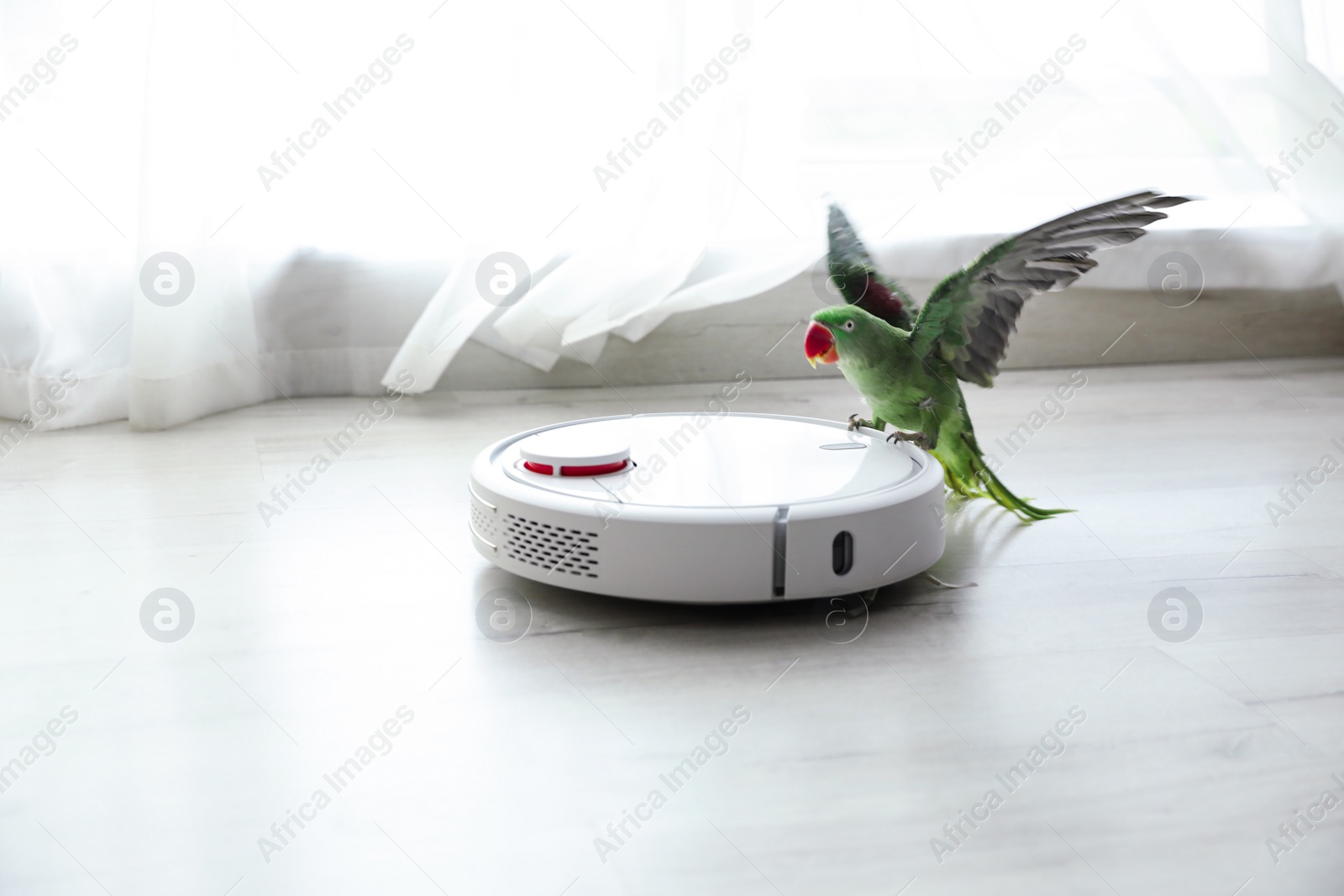 Modern robotic vacuum cleaner and Alexandrine parakeet on floor indoors Photo of Modern robotic vacuum cleaner and Alexandrine parakeet on floor indoors
