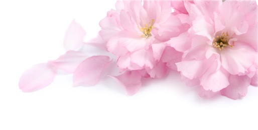 Beautiful pink sakura blossoms and petals isolated on white Photo of Beautiful pink sakura blossoms and petals isolated on white
