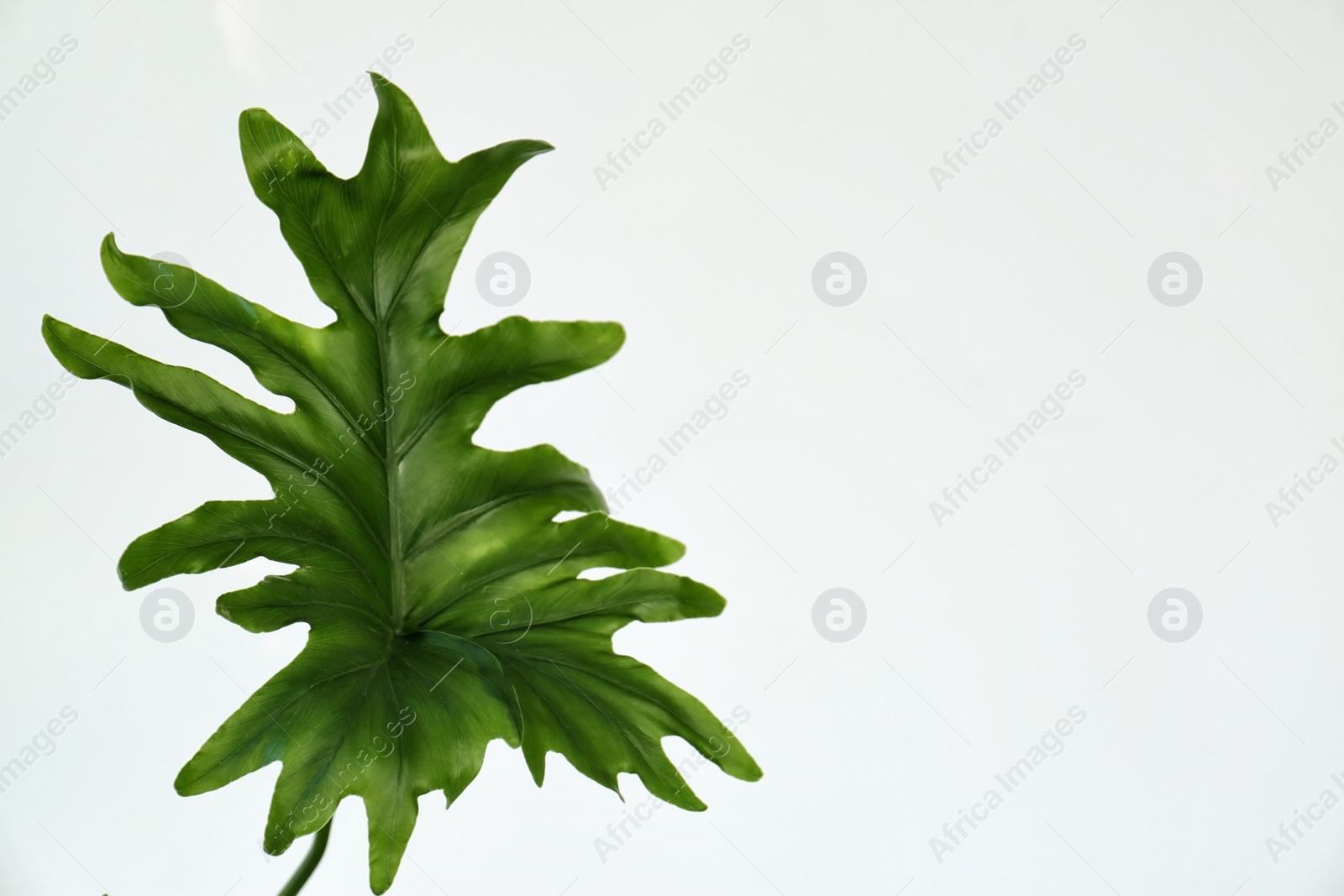 Tropical philodendron leaf on light background Photo of Tropical philodendron leaf on light background