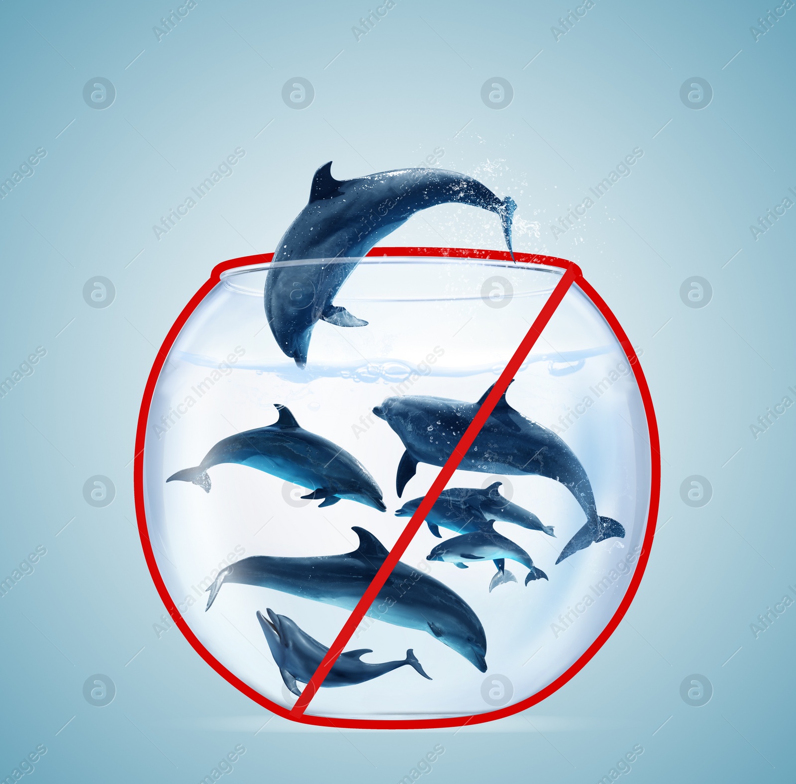 Image of Dolphins in glass aquarium on light blue background. Anti-Captivity Campaign